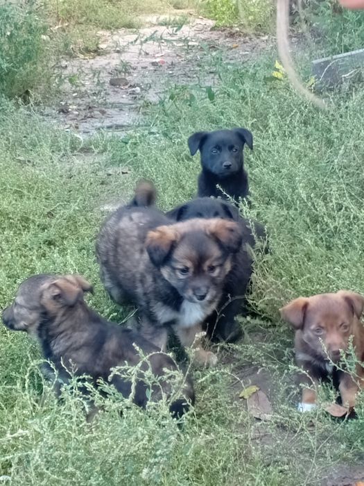 віддаємо в добрі руки цуценят