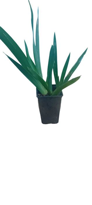 Iris amarela em vaso