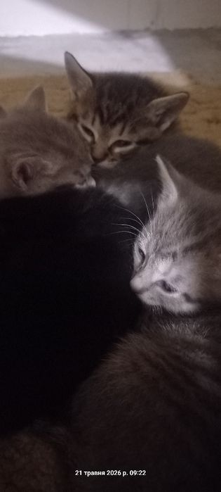Кошенята  віддам у добрі руки