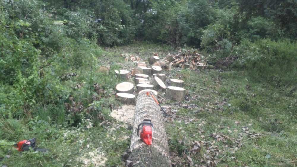 Wycinka drzew - pielęgnacja drzew