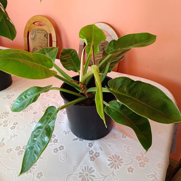 Piękny filodendron grej