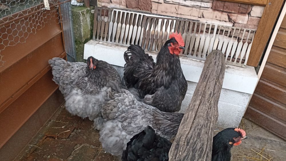 Продам кохінхінів