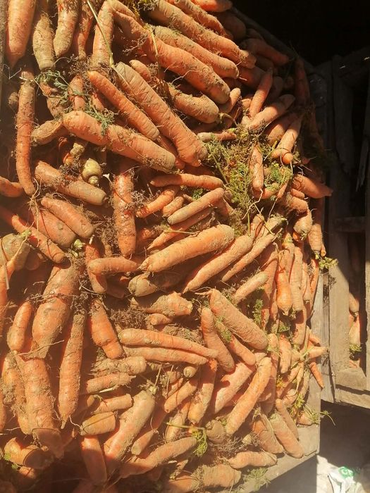 Marchew 25 kilogramów 27 zł prosto z gospodarstwa od rolnika wysyłka i