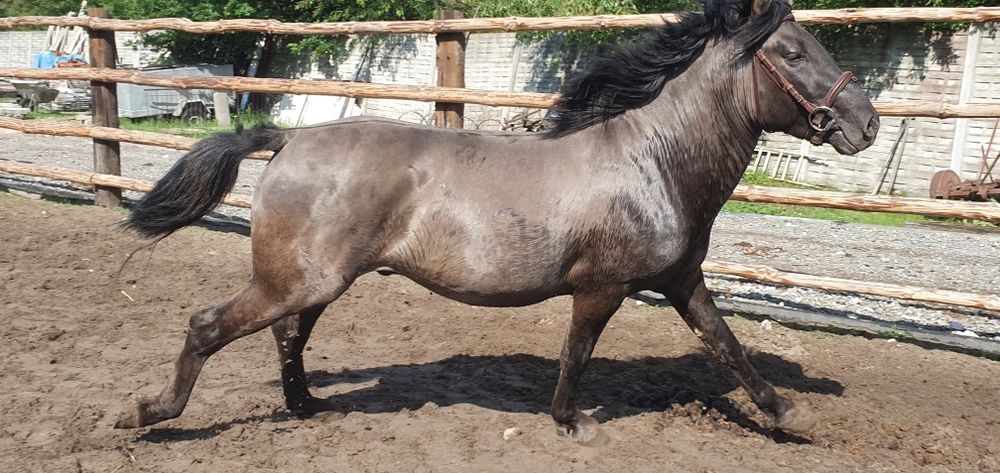 Konik Polski Ogier Dementor