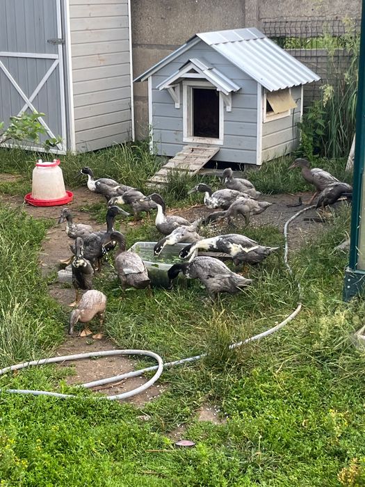 Kaczory biegusy szukają nowego domu.
