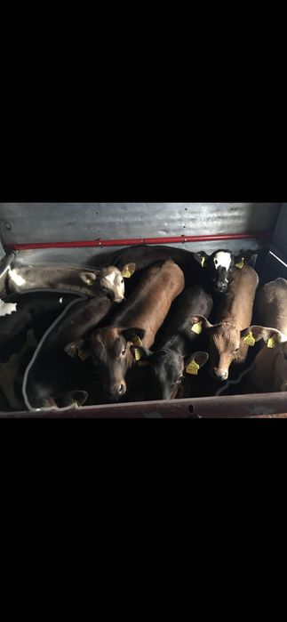 Sprzedam cielęta polskie transport gratis