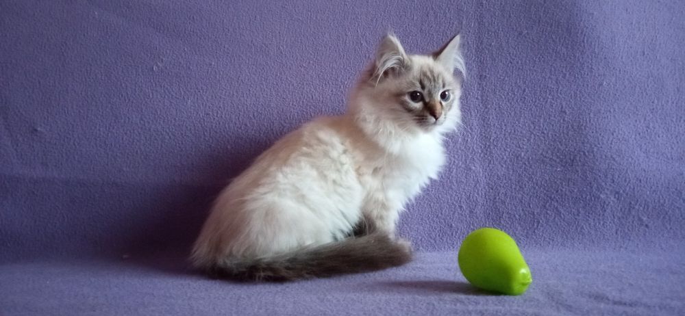 Невские Маскарадные подрощенные котята с родословными