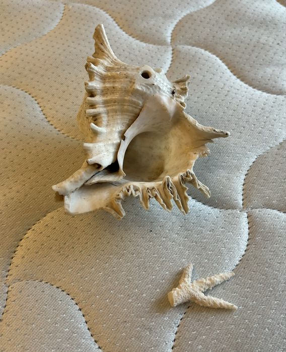 Велика океанічна Мушля та корал