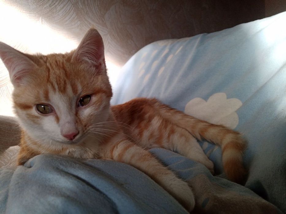 Кошенята шукають родину