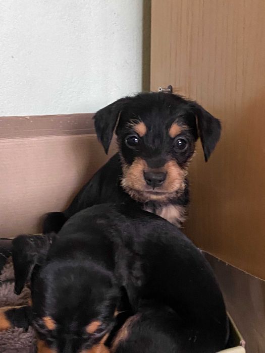 Ексклюзивні цуценята