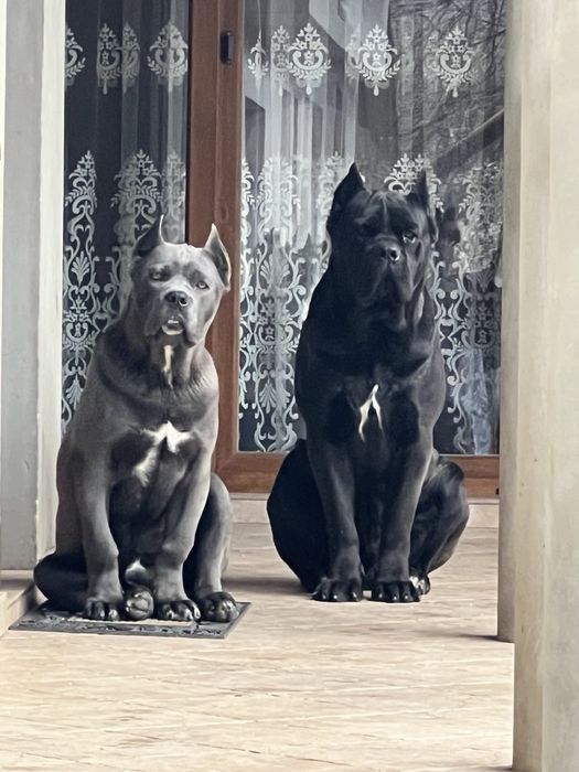 Вязка кане корсо