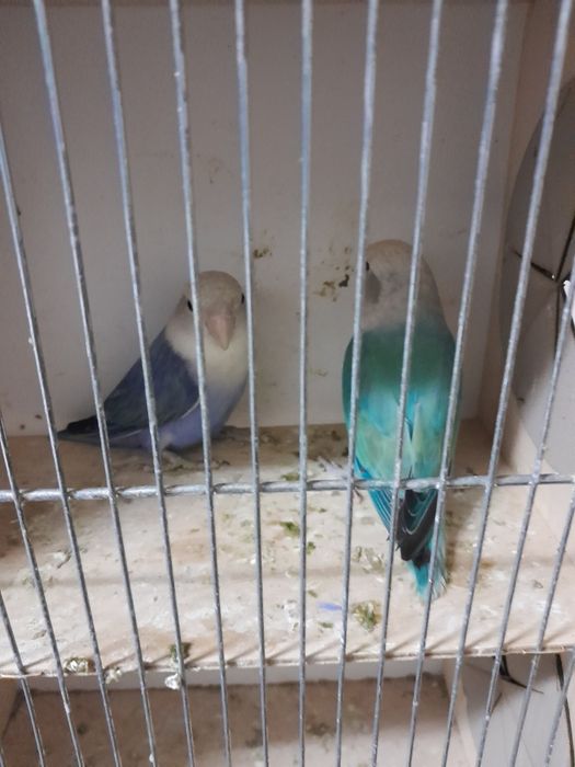 Sprzedam parę nierozłączek