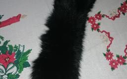 Etola, kołnierz czarny