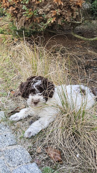 Szczeniak suczka ZKwP/FCI Lagotto Romagnolo