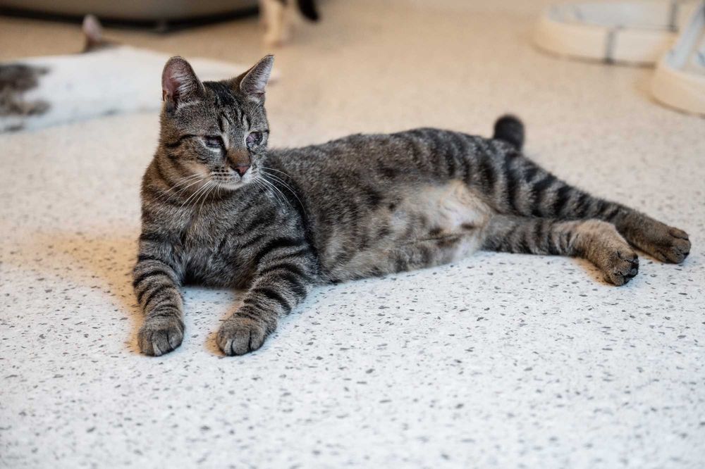 Kot do adopcji - TOBI, 1 rok (kot niewidomy)