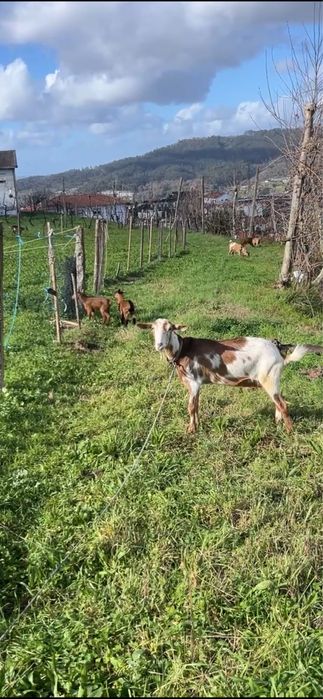 Tres Cabras porte grande