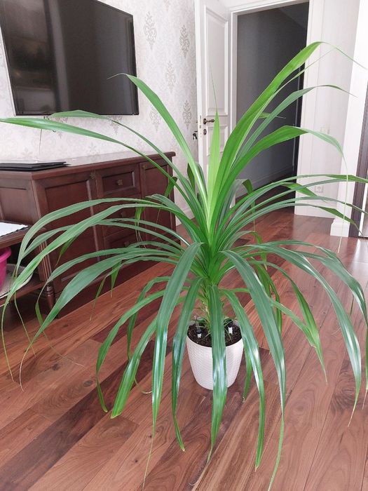 Продам  шикарный Панданус