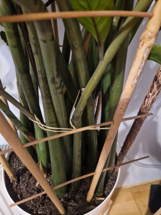 Kwiat zamiokulkas  piękny duży