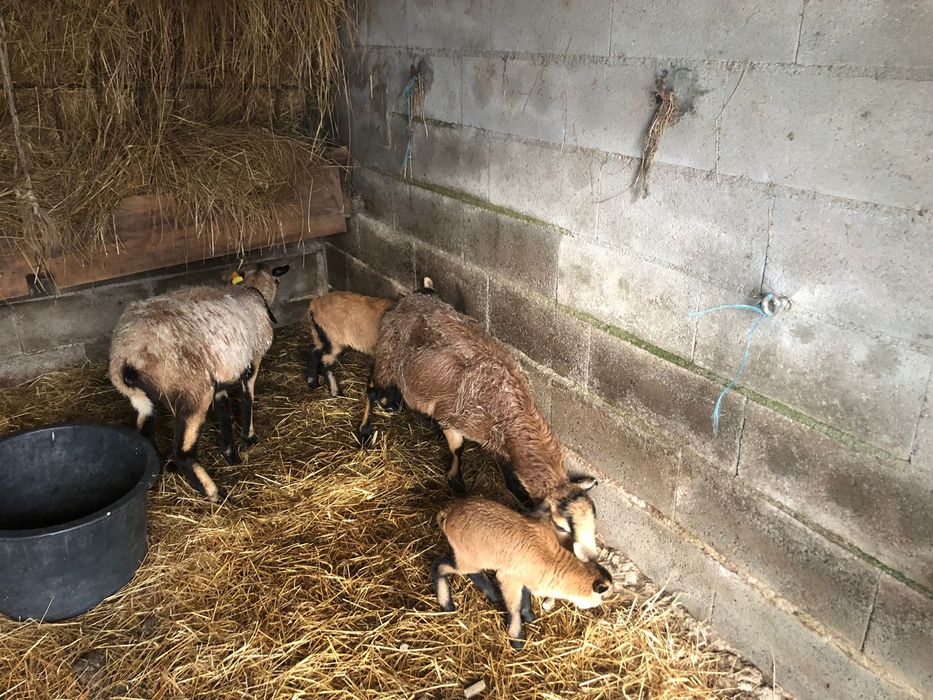 Ovelhas ponte de lima