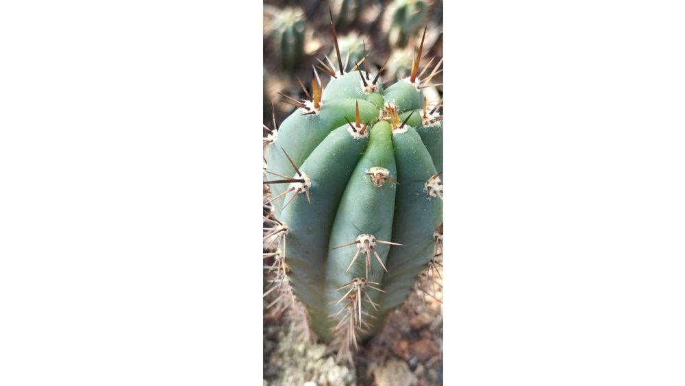 Trichocereus p kaktus kuzyn San Pedro z Peru plus gratisy