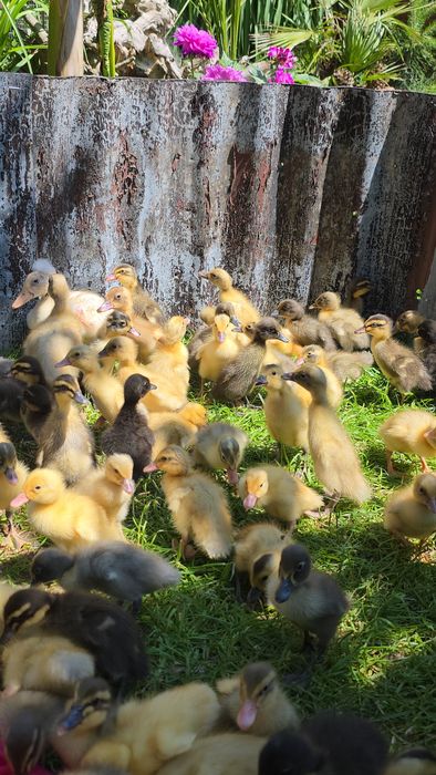 Biegus Indyjski import