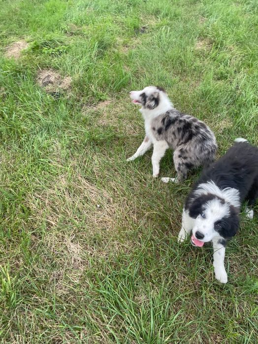 FCI Border Collie FCI wyprawka ZKWP FCI elita Border Collie