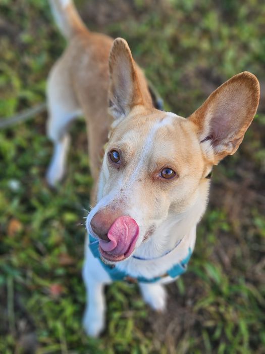 Ufo - piękny biało rudy uszatek. Adopcja