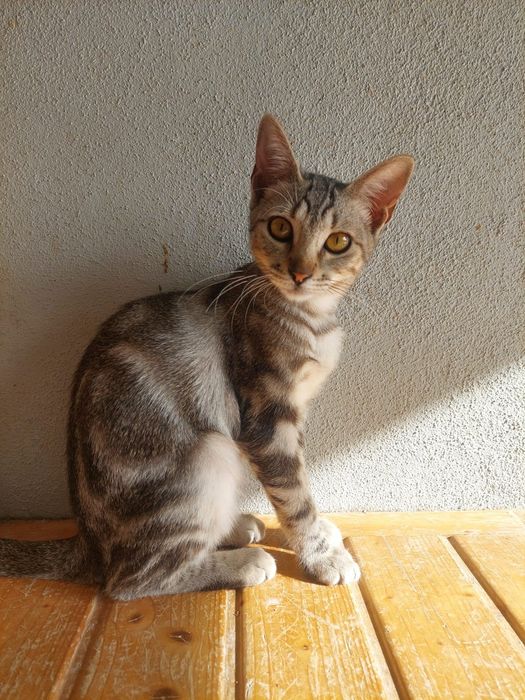 Gatinhos adoção responsável