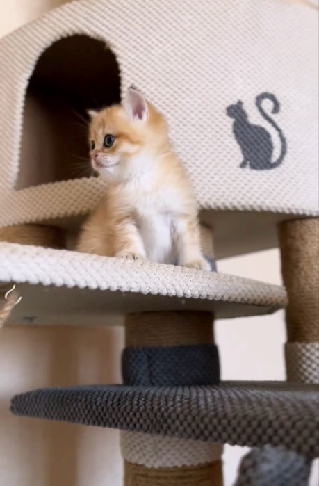 Чудовий хлопчик золота шиншила