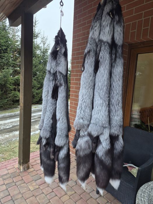 Skóry z lisa srebrnego