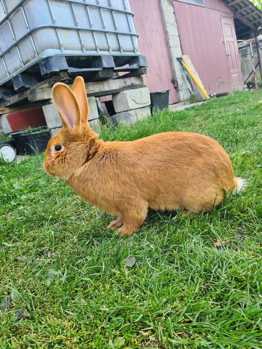 króliki burgundzkie