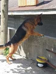 Fêmea Pastor Alemão Cachorro TOP