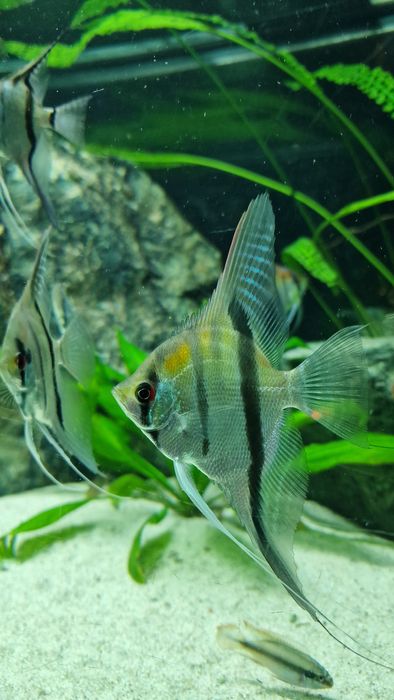 Skalar, Scalar Manacapuru - rybki akwariowe.