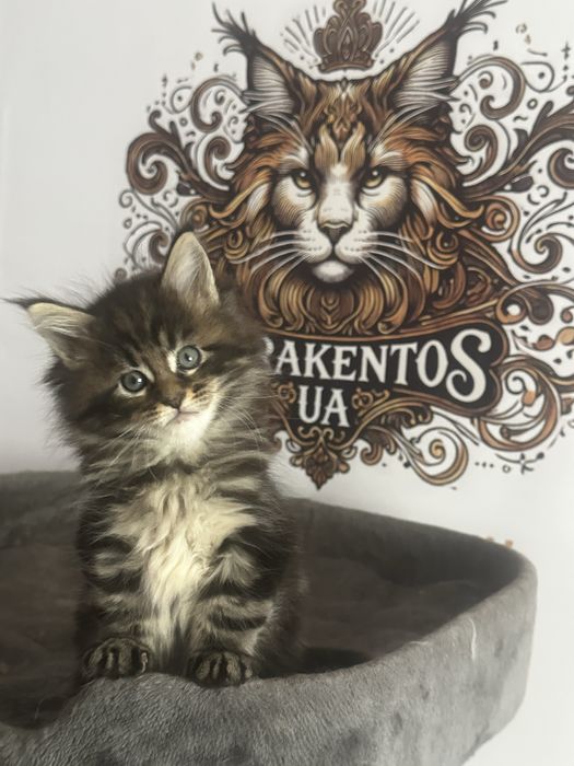 Мейн Кун хлопчик чорний мармурє