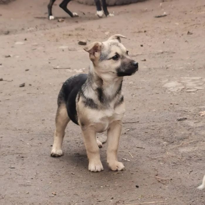 Щенок в хорошие руки