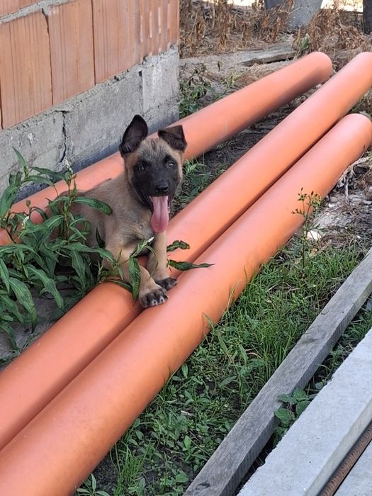 Owczarek belgijski Malinois