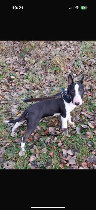 Bullterrier Miniaturowy Fci