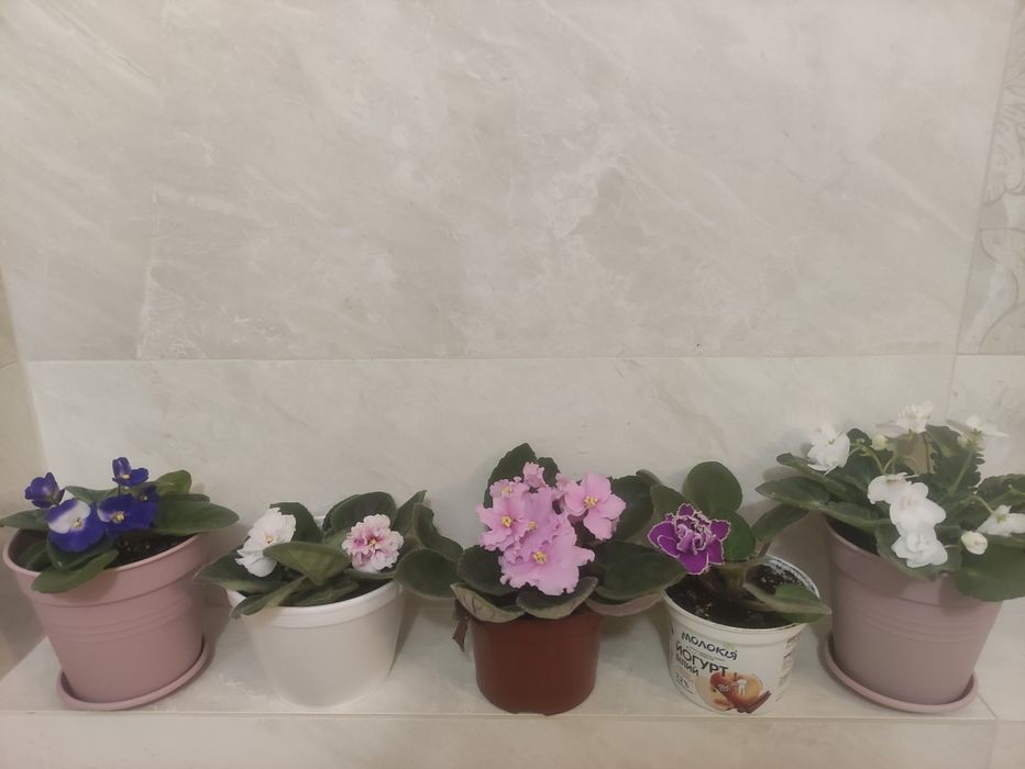 Мирт фіалки фікуси вазони кімнатні корисні очищувачі повітря