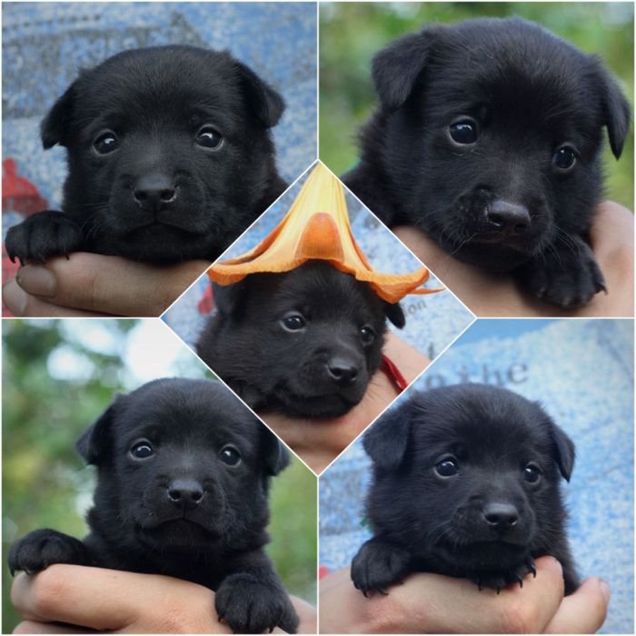 Щеночки в хорошие руки