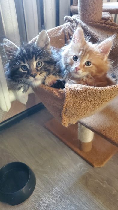 Котята Мейн кун мальчики и девочки