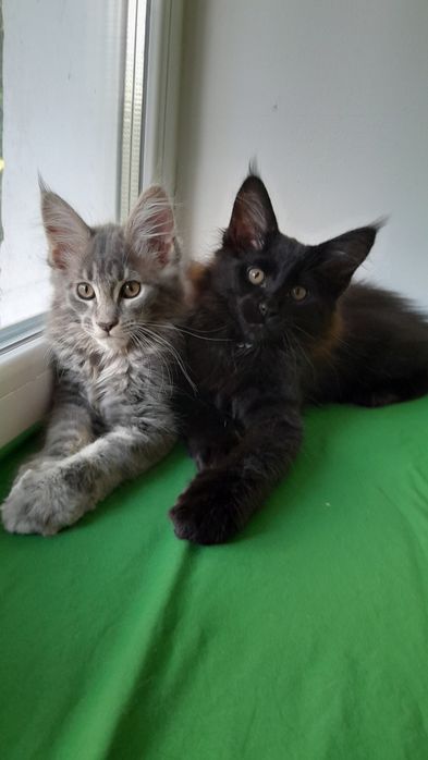 Кошенята мейн кун.