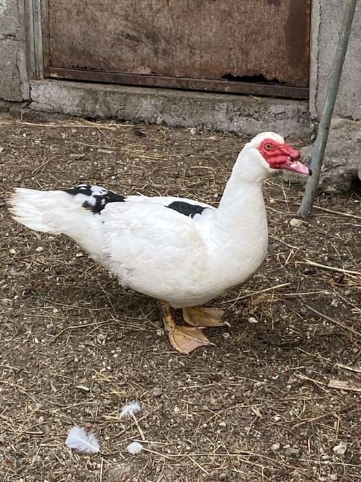 Ovos férteis de pato mudo