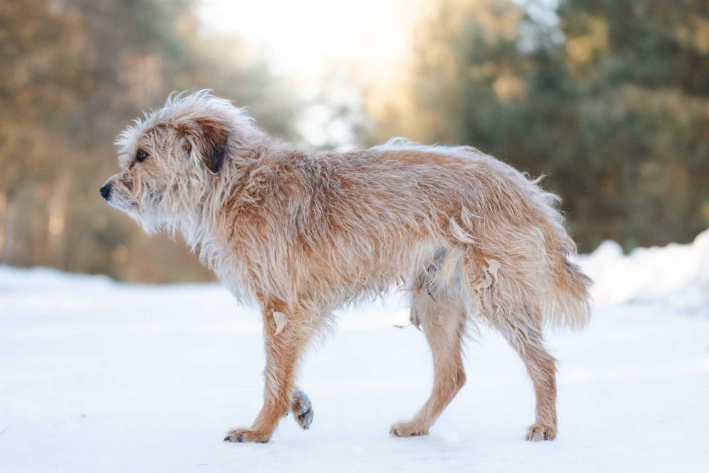 SAFFY - przemilutki, terierkowy psiaczek o łagodnych oczkach