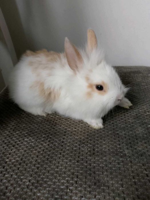 Króliczki miniaturki