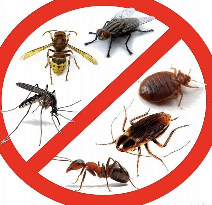 Знищення тарганів,клопів,уничтожение тараканов клопов,дезинсекция