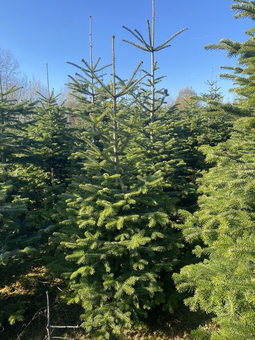 Jodła Kaukaska z własnej plantacju