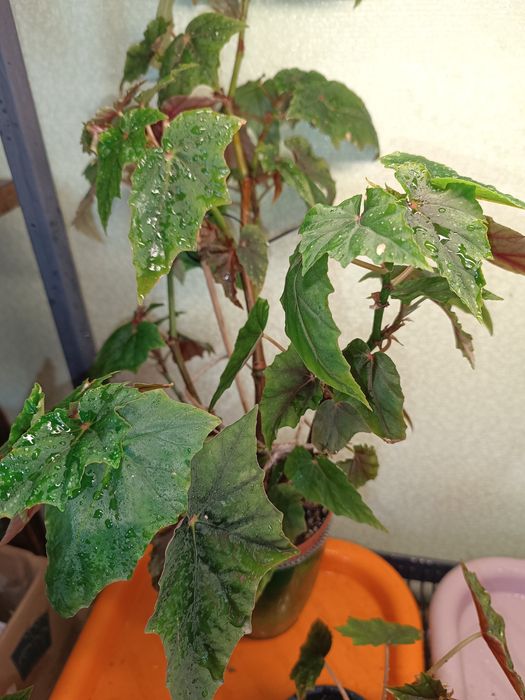 Бегонія «Lubbergei»