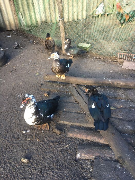 Індокачки,мускусні качки