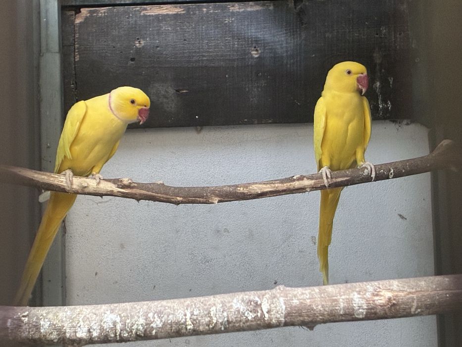 Ring Necks reprodutores e aves de 2025