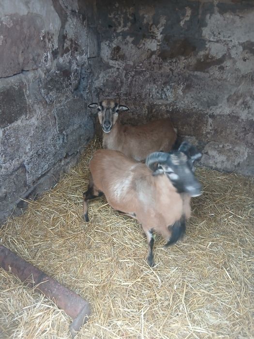 Sprzedam owce kamerunskie